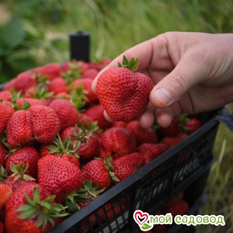 Клубника Юния Смайдс
