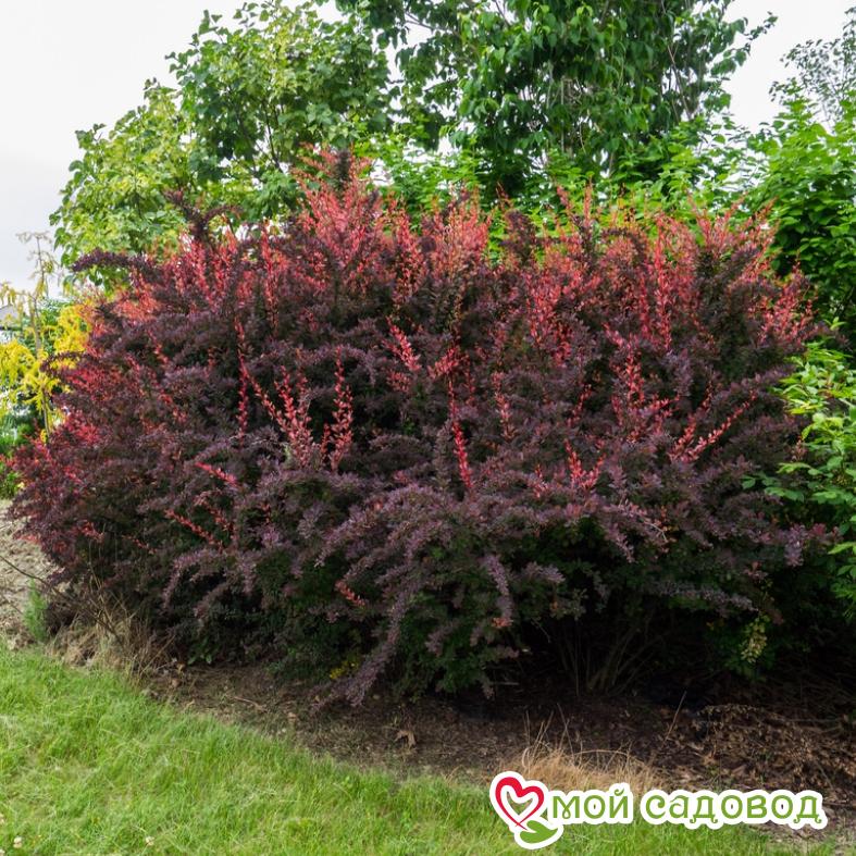 Барбарис Тунберга «Роуз Глоу»